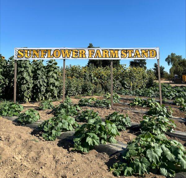 Sunflower Farm Stand's sunflower maze on the corner of Highway 180 in Sanger, Calif., on June 26, 2024. (Summer Lane/The Epoch Times)