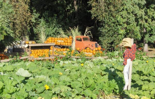 During the fall, Hillcrest Farm features a variety of pumpkins for sale. (Courtesy of Sean and Melissa Bautista)