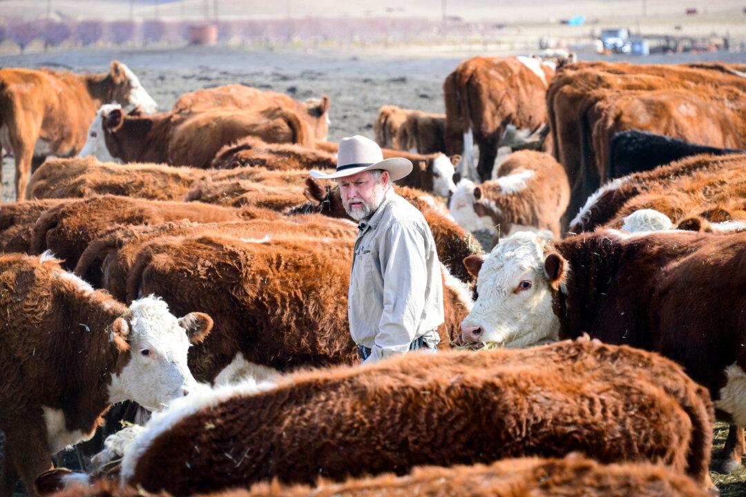 A California rancher walks through his herd of beef cattle on a ranch that has been family-owned for five generations, on the outskirts of Delano, Calif., on Feb. 3, 2014. (Frederic J. Brown/AFP via Getty Images)