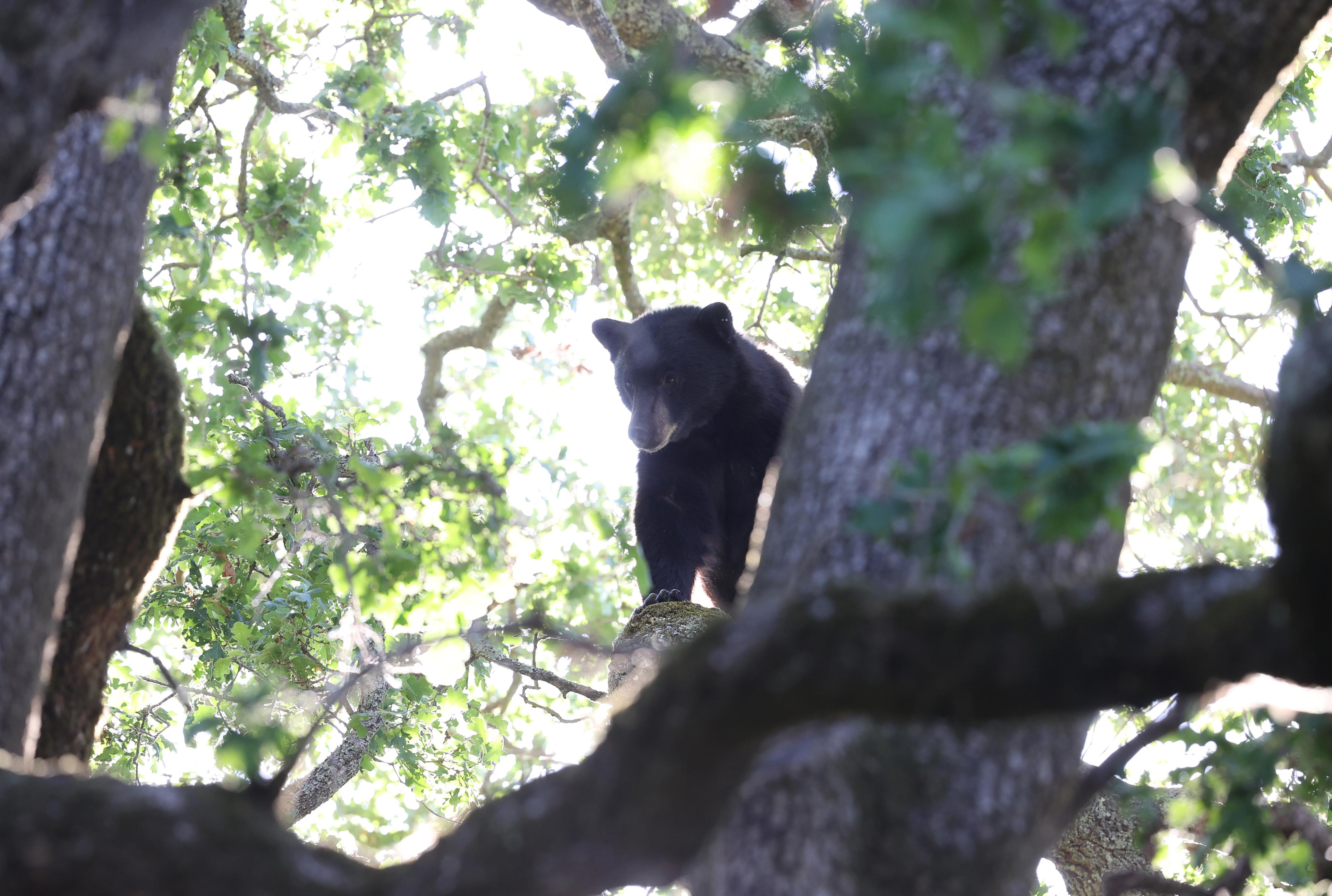 Bear in Chatsworth Caught After Hiding in Tree