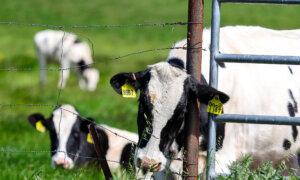 California Reports First Two Cases of Bird Flu Spread by Dairy Cows to Humans