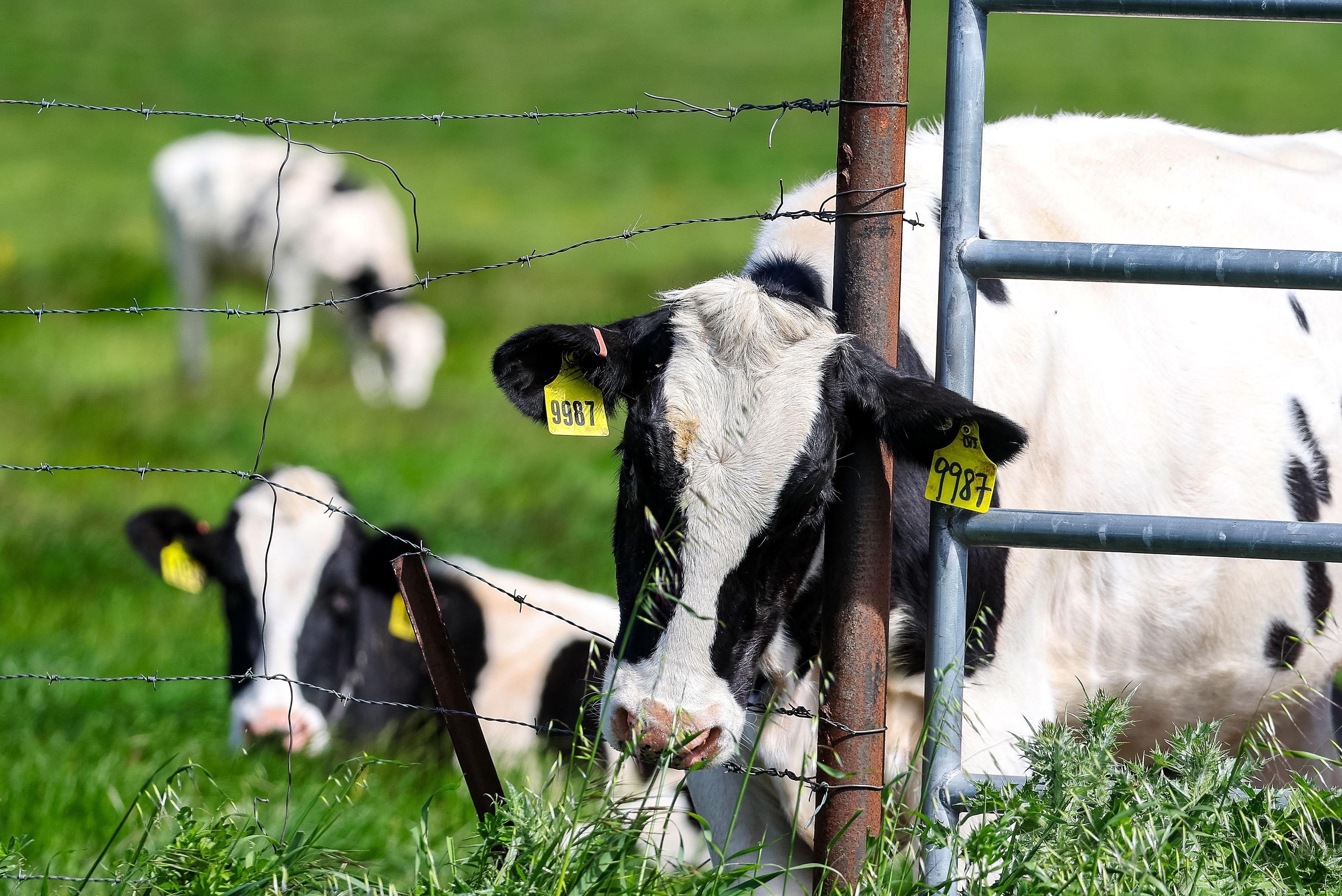 Bird Flu Infection Cases Increase in California