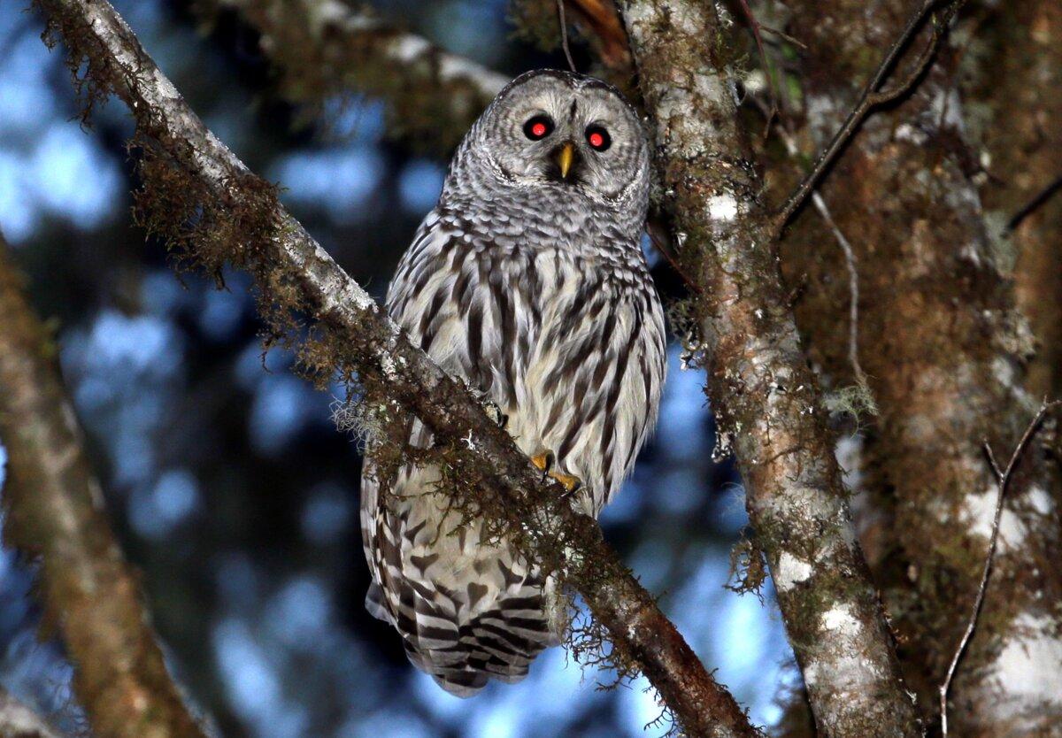 A female barred owl sits on a branch in the wooded hills, Dec. 13, 2017, outside Philomath, Ore. To save the imperiled spotted owl from potential extinction, U.S. wildlife officials are embracing a contentious plan to deploy trained shooters into dense West Coast forests to kill almost half a million barred owls that are crowding out their smaller cousins. (AP Photo/Don Ryan)