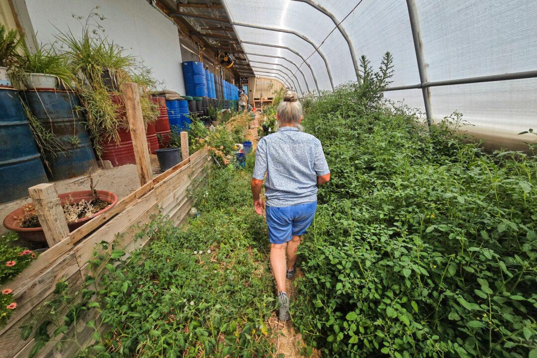 Rebecca Sampson goes to check on the artichokes she's growing inside her greenhouse at Operation Self-Reliance in Utah on June 28, 2024. (Allan Stein/The Epoch Times)