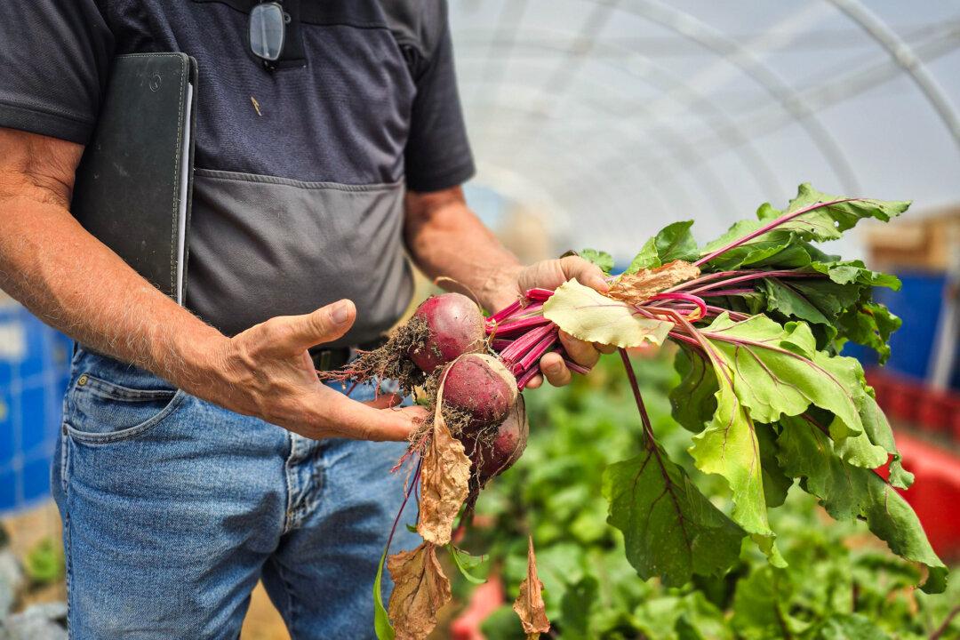 (Top) A view of the southern side of Operation Self-Reliance in Utah on June 28, 2024. (Middle) Phil Gleason, founder of Operation Self-Reliance in Utah, walks through an active vegetable garden on June 28, 2024. (Bottom) Phil Gleason shows the beets he grew inside the greenhouse, on June 28, 2024. (Allan Stein/The Epoch Times)