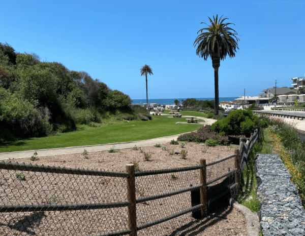 Moonlight Beach is seen in the distance, with the protected Canary Island date palm tree in the far center, in Encinitas, Calif., on May 25, 2024. (Kimberly Hayek/The Epoch Times)