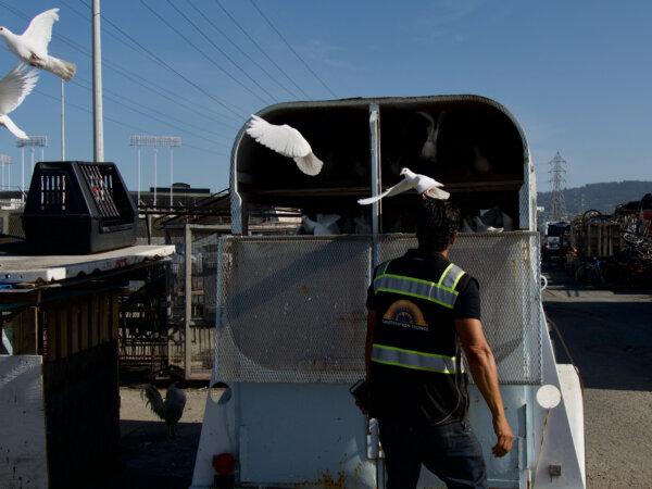 Ken Houston releases doves, some of the animals used in part of his program to console workers dealing with tough times. (Travis Gillmore/The Epoch Times)