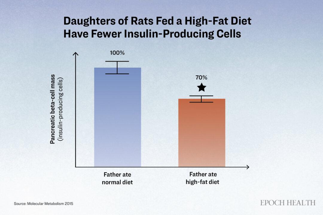 When rats were fed a high-fat diet for 12 weeks, scientists observed that the pancreas of their female offspring contained fewer insulin-producing cells compared to the offspring of rats fed a normal-fat diet. (The Epoch Times)