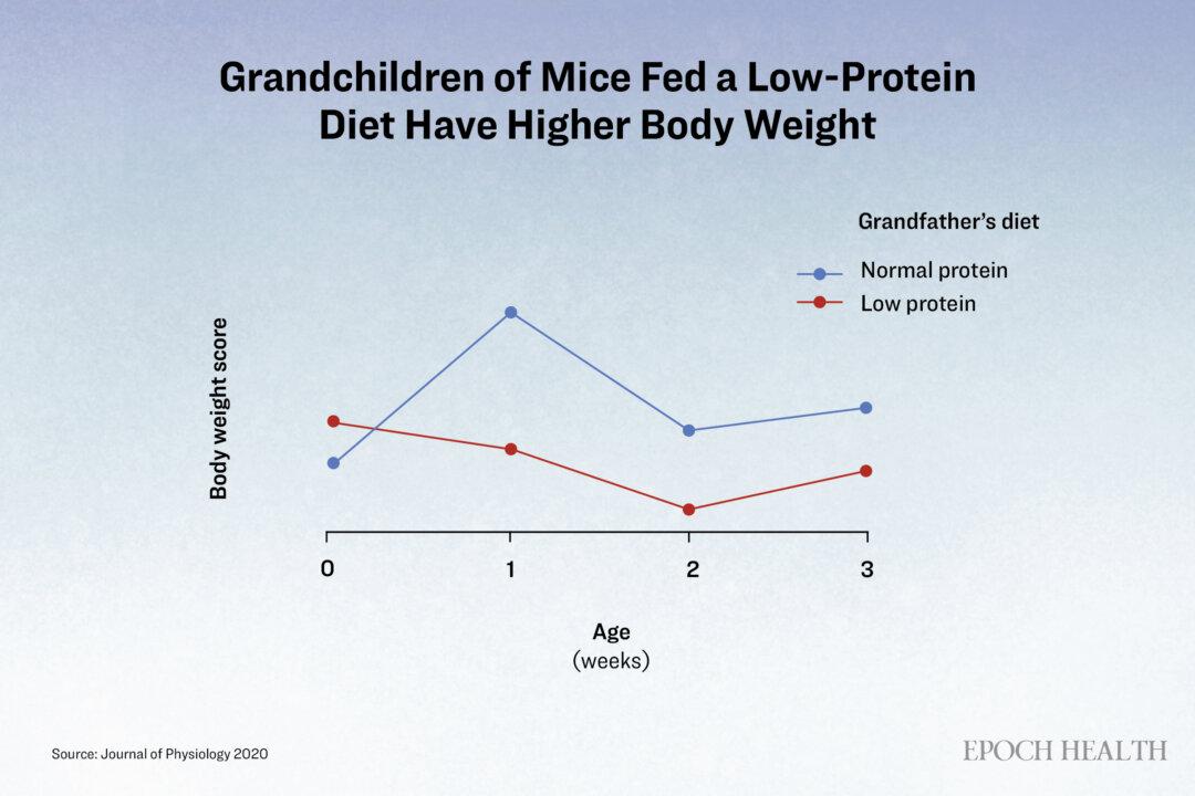 Scientists observed that when mice were fed a low-protein diet, their grandchildren, both male and female, exhibited higher body weight during the first three weeks after birth compared to the offspring of mice fed a normal-protein diet. (The Epoch Times)