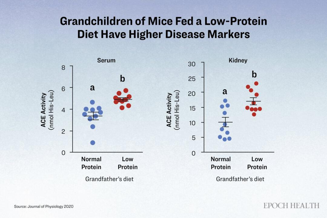 Scientists observed that when mice were fed a low-protein diet, their grandchildren, both male and female, exhibited elevated expression of disease markers, such as higher activities of serum and kidney ACE, compared to the offspring of mice fed a normal-protein diet. (The Epoch Times)