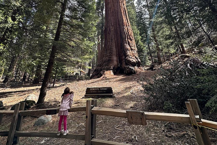 Walking With Giants: Grant Grove’s Historic Sequoia Trail and Village 