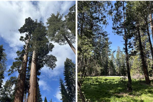 (Left) Smaller giant Sequoia trees on the Grant Grove Tree Trail in Kings Canyon National Park, Calif., on May 8, 2024. (Right) A grove of fern on the Sunset Loop Trail, accessed from Grant Grove Village. (Summer Lane/The Epoch Times)