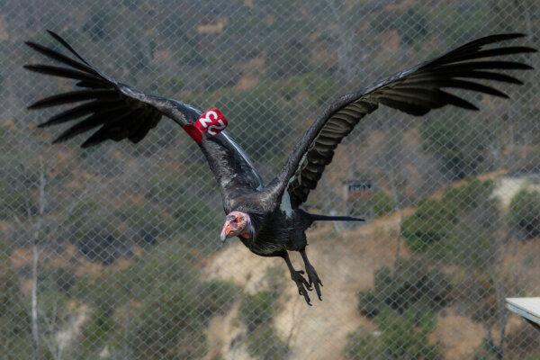 A male California condor flying. (Courtesy of Los Angeles Zoo)