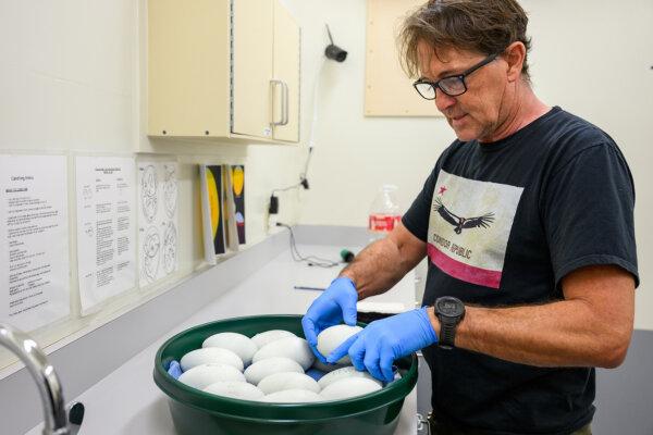 Animal keeper Mike Clark at the Los Angeles Zoo with California condor eggs during the 2024 breeding season. (Courtesy of Los Angeles Zoo)