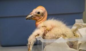 Historic California Condor Season of 17 New Chicks Reported by Los Angeles Zoo