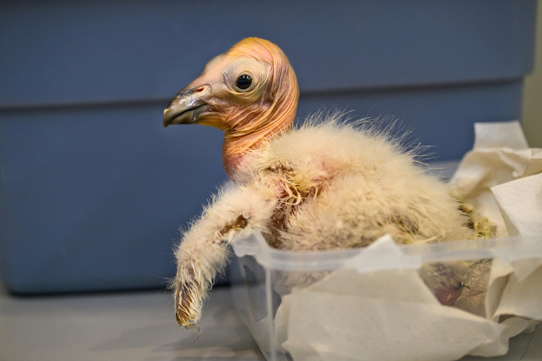 Historic California Condor Season of 17 New Chicks Reported by Los Angeles Zoo