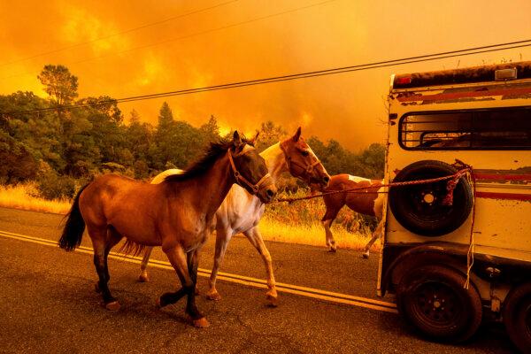 Horses evacuate as the Park Fire tears through the Cohasset community in Butte County, Calif., on July 25, 2024. (Noah Berger/AP Photo)