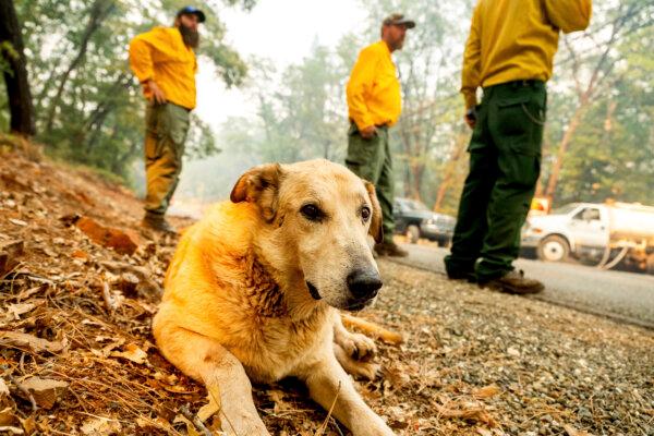 A dog being safeguarded by fire support personnel sits beside Cohasset Rd. as the Park Fire burns in the Cohasset community in Butte County, Calif., on July 25, 2024. (Noah Berger/AP Photo)