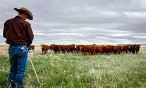 America’s Looming Cattle Crisis