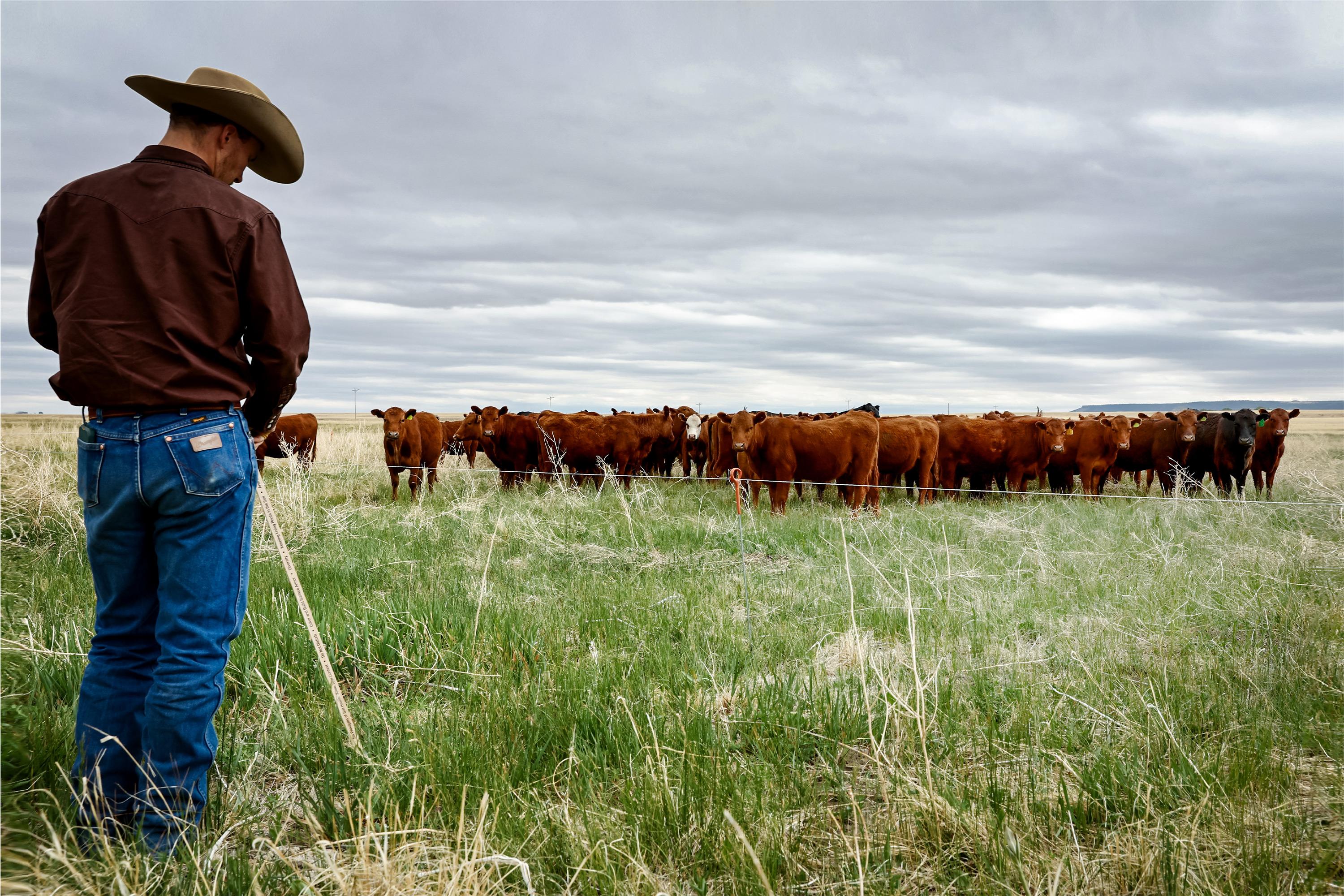 America’s Looming Cattle Crisis