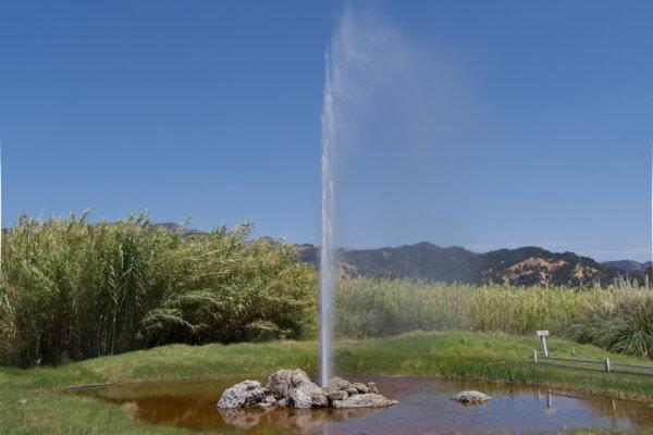 The Old Faithful Geyser in Calistoga, Calif., on July 24, 2024. (Travis Gillmore/The Epoch Times)