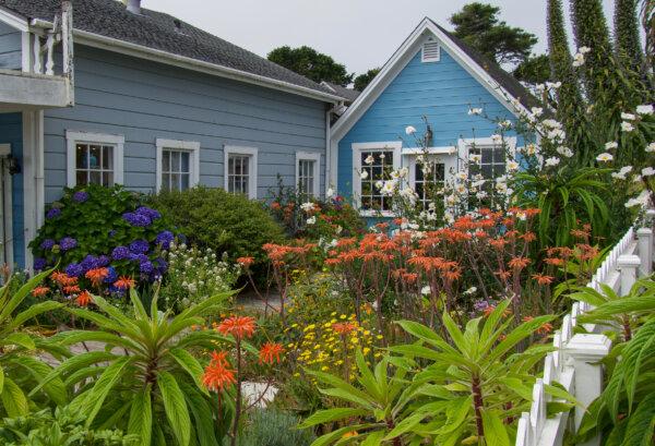 Flower gardens are abundant in the village of Mendocino, Calif., on July 20, 2024. (Travis Gillmore/The Epoch Times)