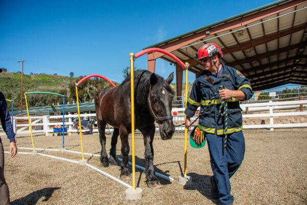 The Shea Center has trained more than 300 firefighters in horsemanship. (Taryn Trumble)