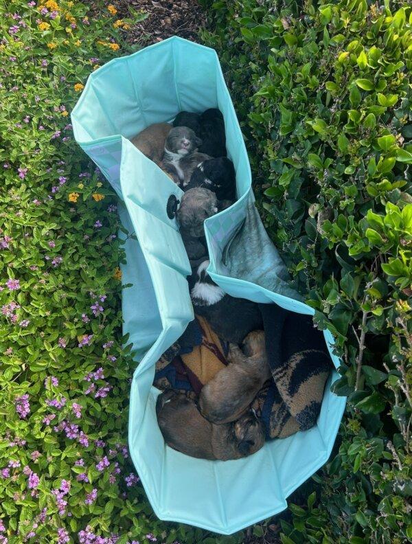 Ten newborn puppies are dumped outside Mission Viejo's animal care center in Mission Viejo, Calif., on July 24, 2024. (Courtesy of Mission Viejo Animal Services Center)