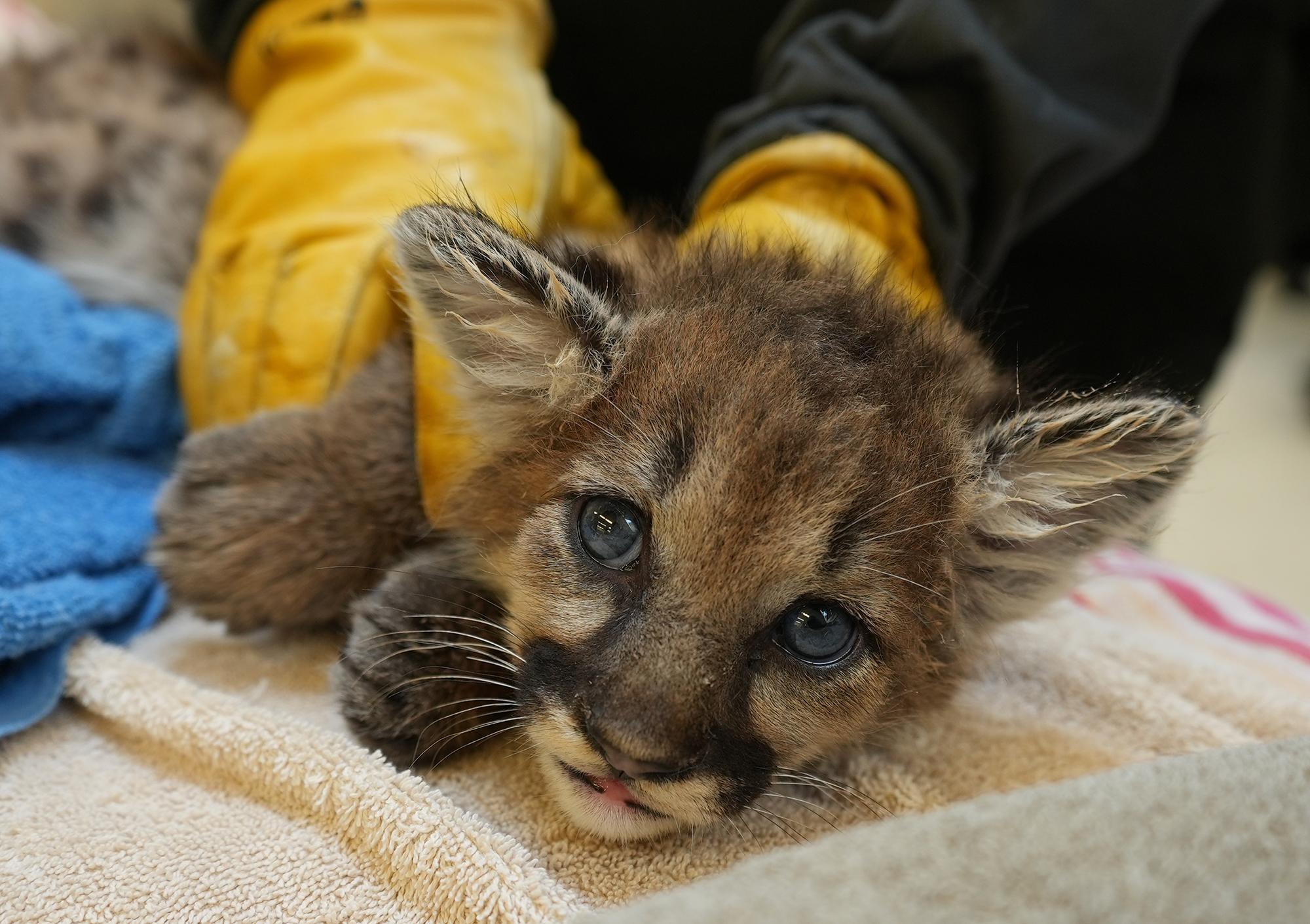 Motherless 4-Week-Old Mountain Lion Cub Lands on His Feet at Oakland Zoo