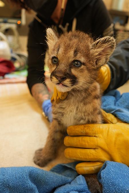 Briar at the Oakland Zoo. (Courtesy of Oakland Zoo)