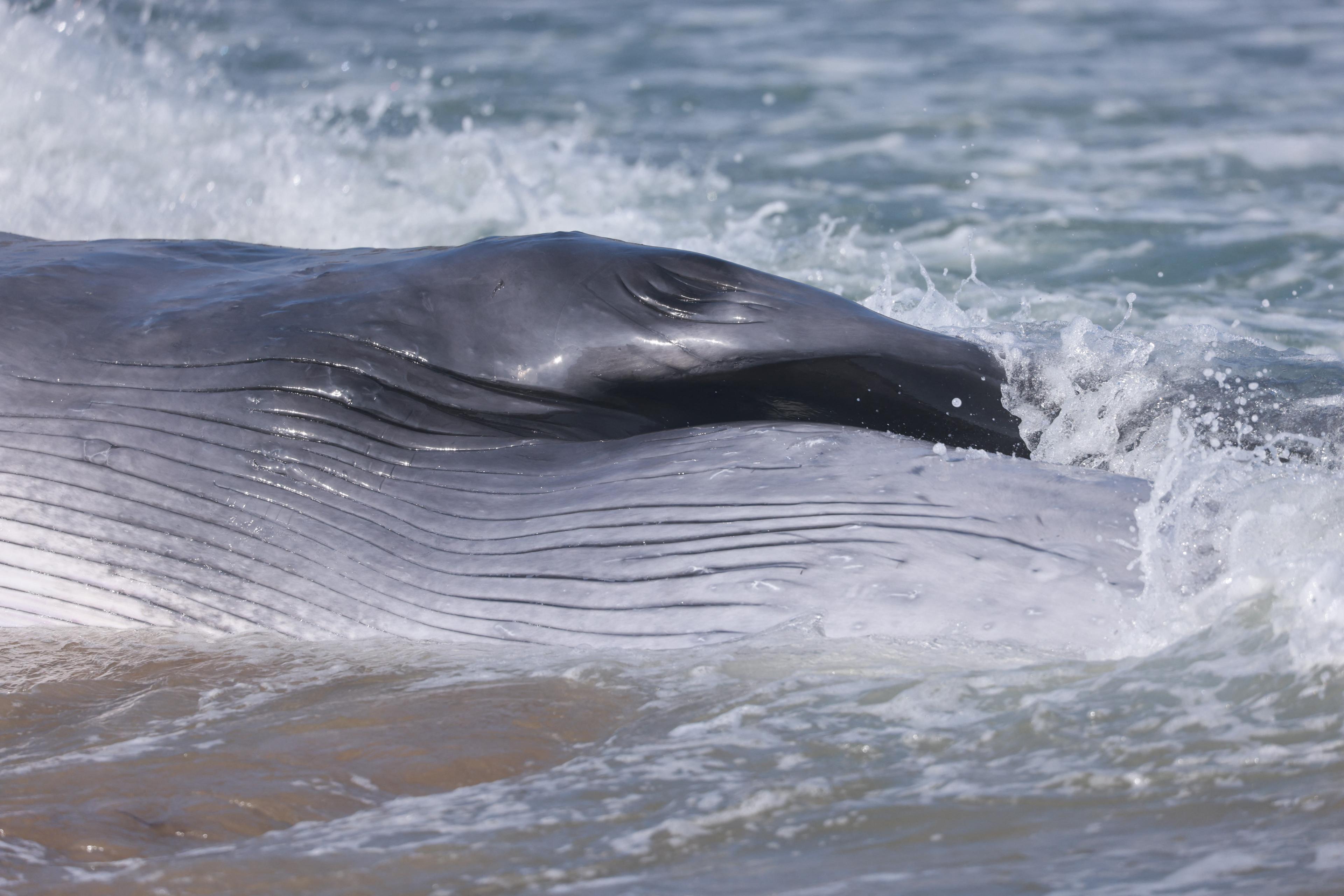 Dead Fin Whale Removed From California Beach