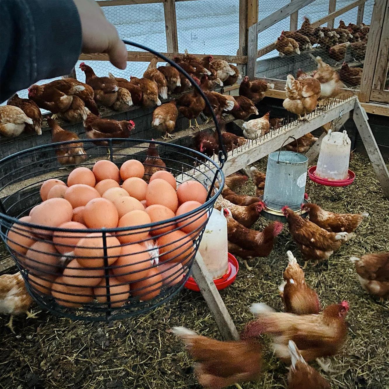 Chickens and fresh eggs on the farm. (Courtesy of <a href="https://www.instagram.com/morethanfarmers/">@morethanfarmers</a>)