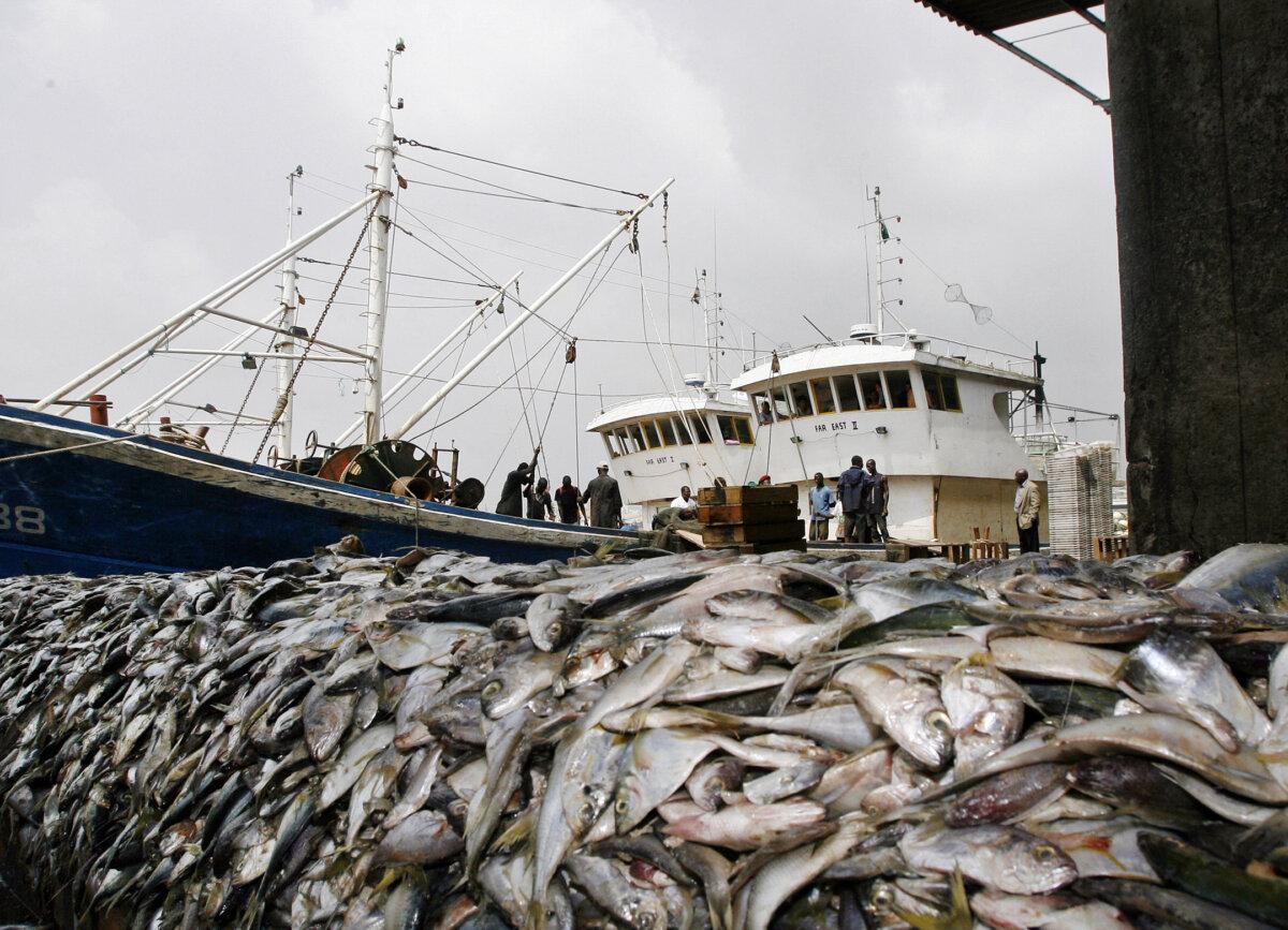 Fish seized at the port of Abidjan, Ivory Coast, from two Chinese ships, Far East I and Far East II, which were intercepted using "bottom trawling," disregarding national fishing laws, in December 2007. (Kambou Sia/AFP via Getty Images)