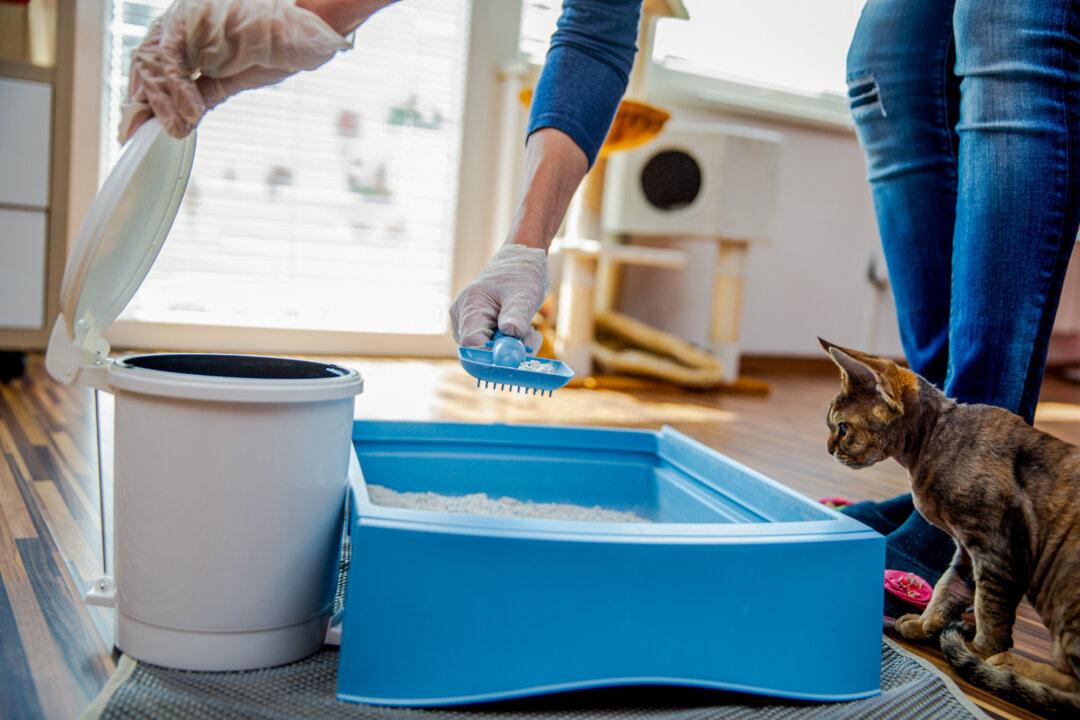 A common point of exposure for humans is a via a litter box for a domesticated house cat. (CasarsaGuru/Gettyimages)