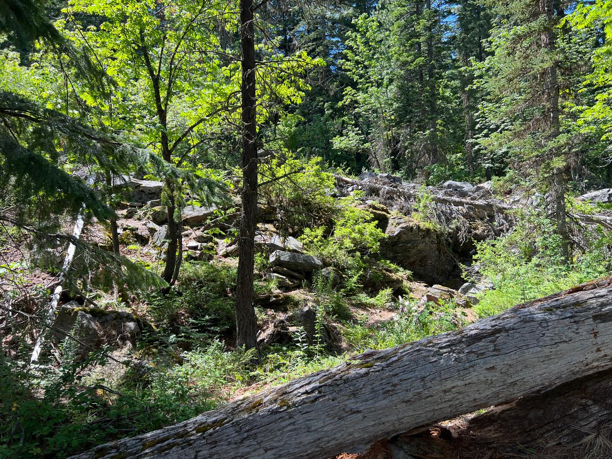 Dense forests with trees that each consume as much as as 250 gallons of water as day, and dry undergrowth create a tinder box for wildfires, say critics of today’s forest management policies. (Brad Jones/The Epoch Times)