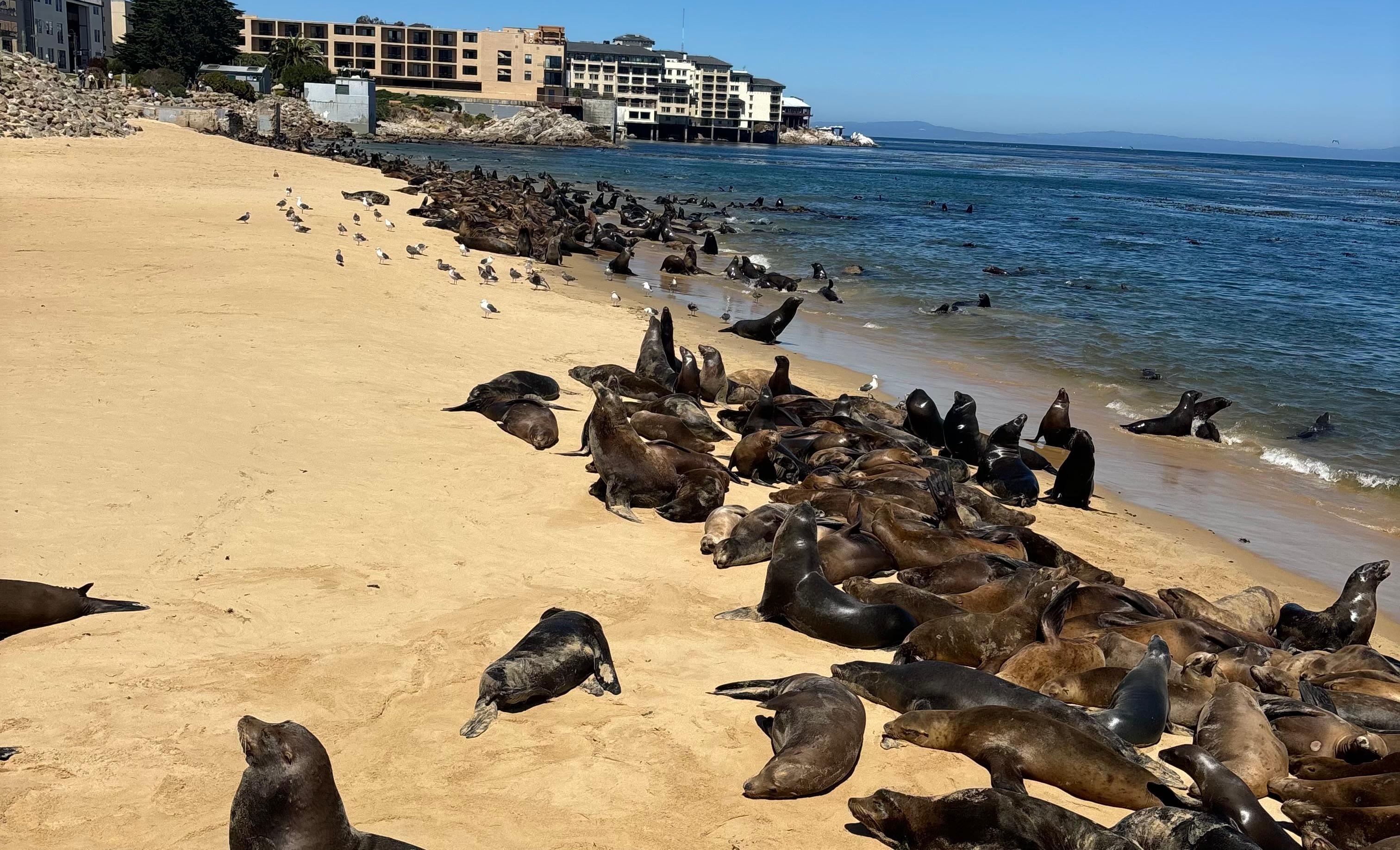 Northern California Beach Closes Indefinitely Amid Sea Lion Takeover