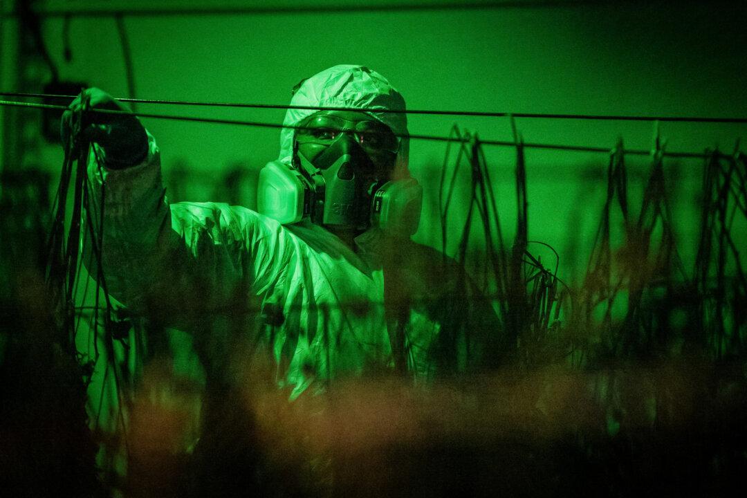 A police officer confiscates marijuana from an illegal cannabis site in Lancaster, Calif., on Aug. 14, 2024. (John Fredricks/The Epoch Times)