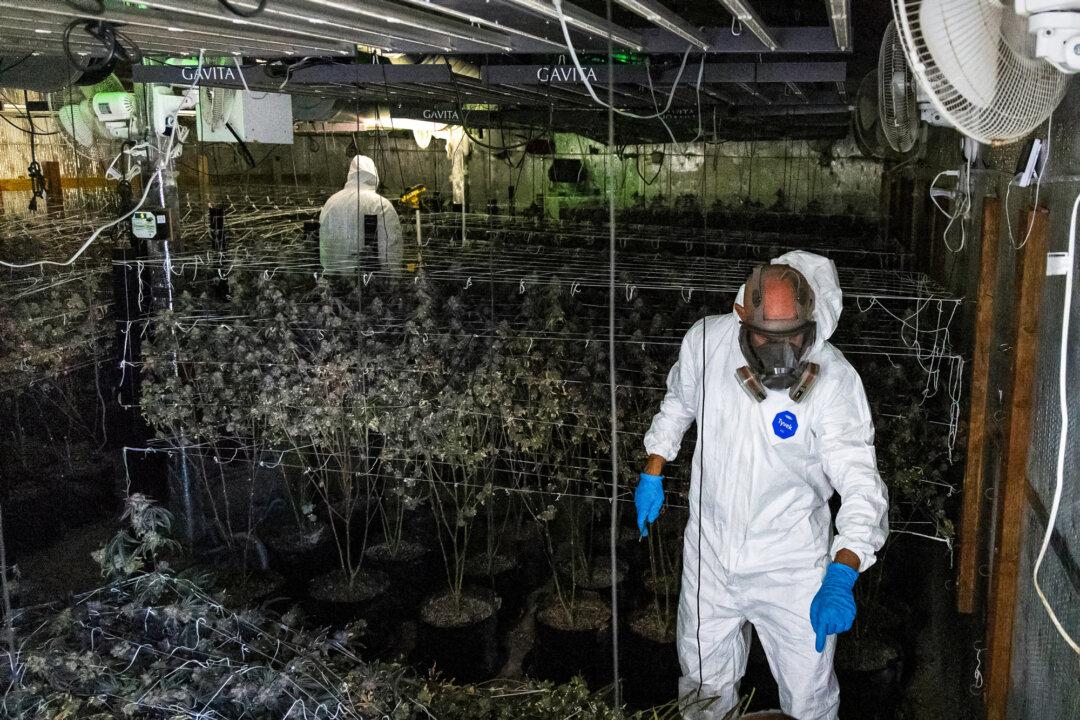 Police officers inspect multiple rows of marijuana plants in a grow room. (John Fredricks/The Epoch Times)