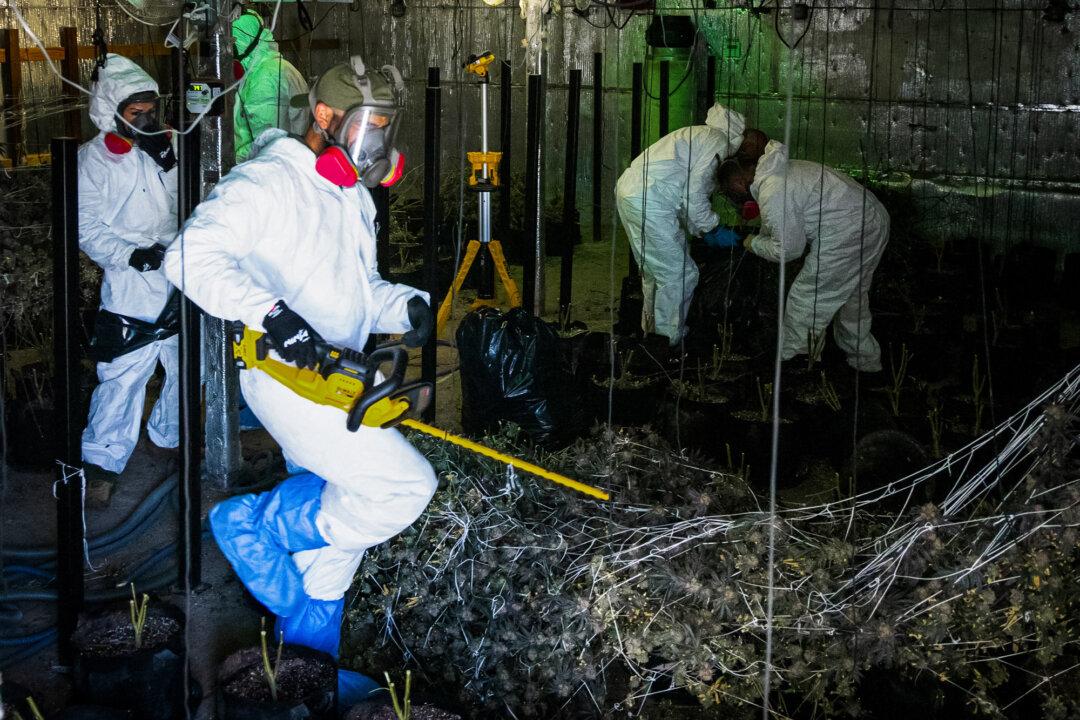 Police officers wear protective gear while raiding an illegal cannabis site in Lancaster. (John Fredricks/The Epoch Times)