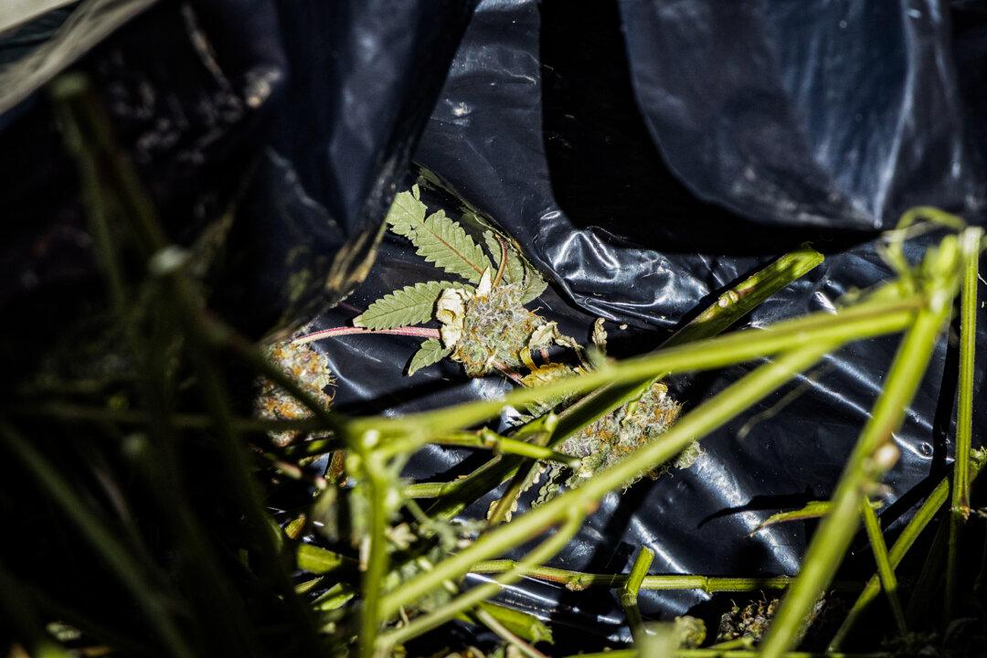 A police officer (L) tosses a bag (R) of confiscated marijuana into the back of a truck. (John Fredricks/The Epoch Times)