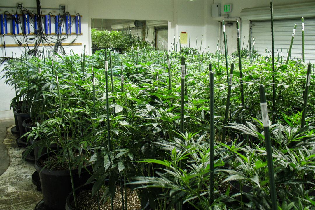 A room full of black market marijuana plants is seized by the DEA in Colorado. (DEA)