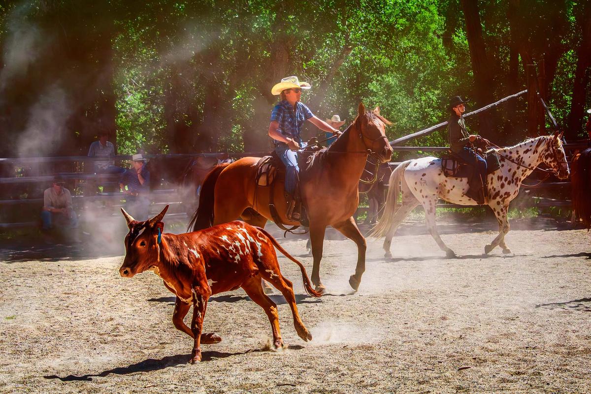 Wrangler Levi Moses assists at popular dude contest – team cattle penning. (Maria Coulson)