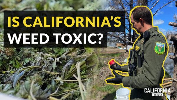 Sheriff Explains How Toxic Pesticides Are Now in California’s Legal Weed | Jeremiah LaRue