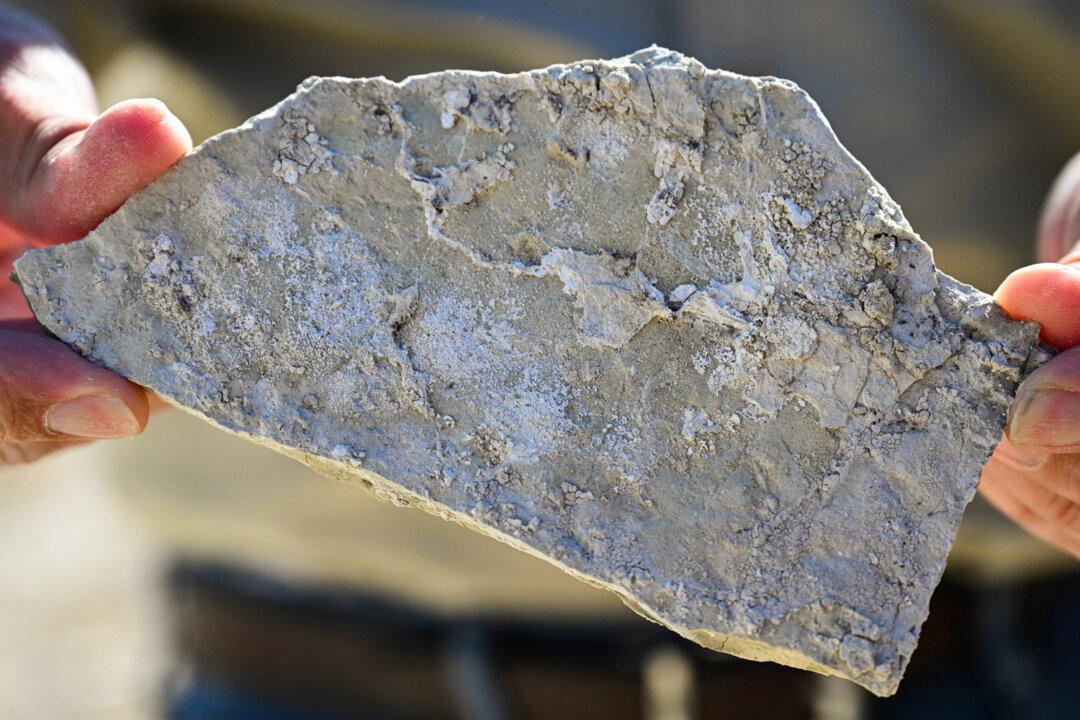 (Top) The historic mining town of Tonopah, Nev., on May 8, 2024. (Bottom L) A piece of searlesite, a rock that contains both lithium and boron, is displayed at the Rhyolite Ridge Project Lithium-Boron mining project site in Rhyolite Ridge, Nev., on May 7, 2024. (Bottom R) A Tiehm's buckwheat plant starts to bud in its native habitat among searlesite and other mineral rocks on public land in the Silver Peak Range near the Rhyolite Ridge, the site of a proposed lithium mine, in Esmeralda County, Nev., on May 7, 2024. (Robyn Beck/AFP via Getty Images)