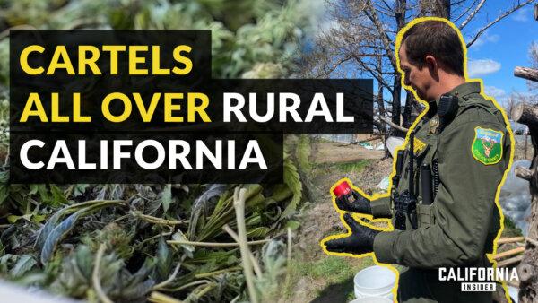 Sheriff Explains How Toxic Pesticides Are Now in California’s Legal Weed | Jeremiah LaRue