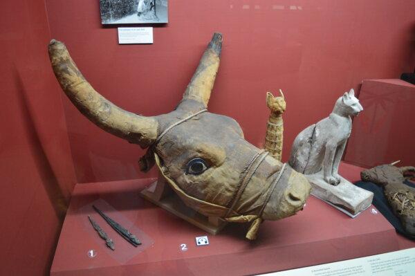 Apis Bull Head Mummy. (Keegan Billings/The Epoch Times)