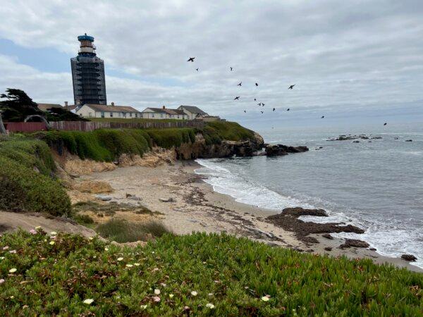 Pigeon Point Lighthouse is undergoing restoration in 2024. (Courtesy of Karen Gough)