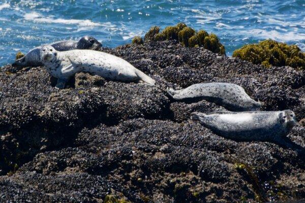 Harbor seals lounge on rocks below Pigeon Point Lighthouse. (Courtesy of Karen Gough)