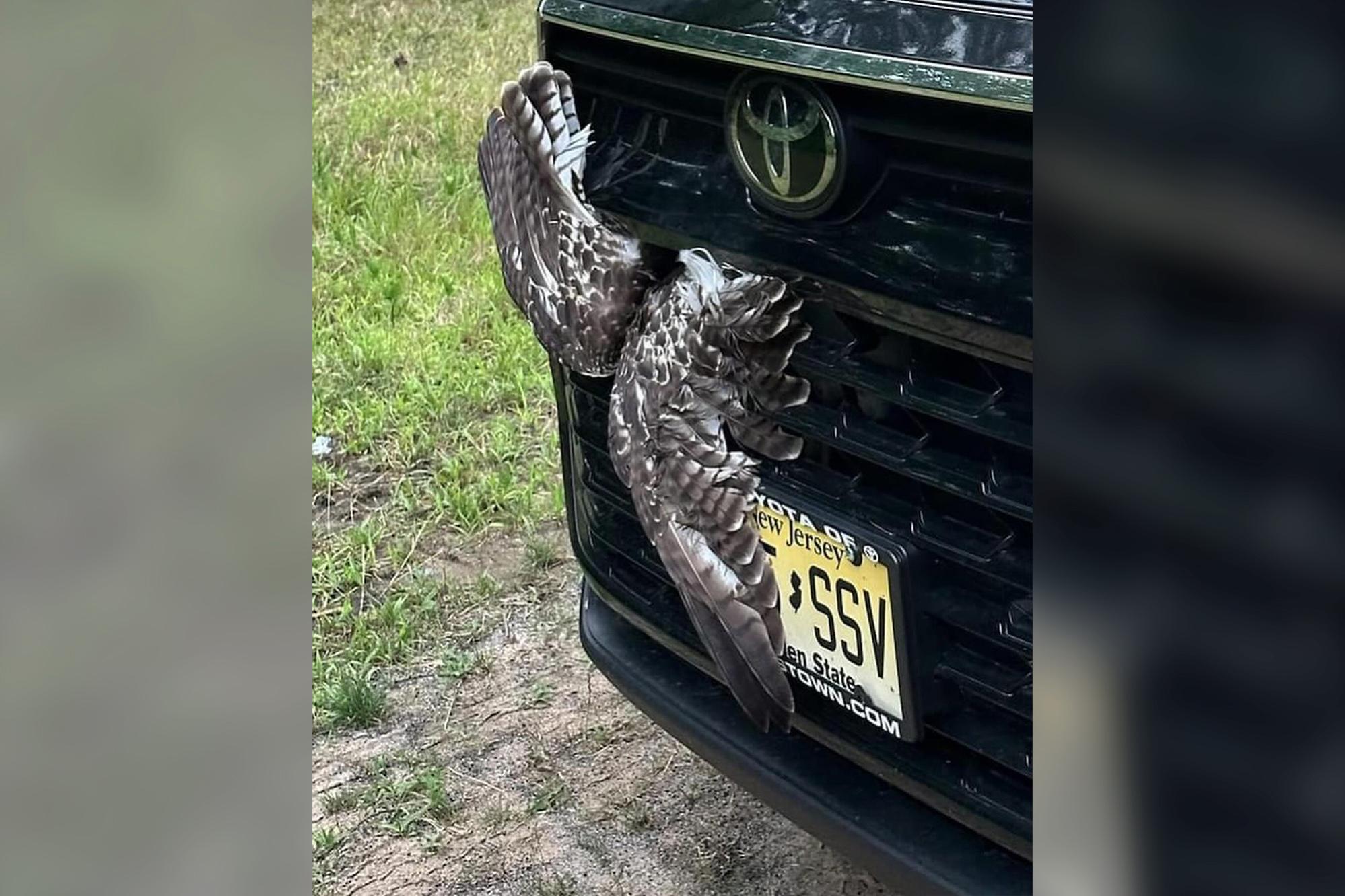 A pair of feathered wings protrude from the grille of a Toyota vehicle in New York state. (<a href="https://northcountrywildcare.org/contact/">Courtesy of North Country Wild Care</a>)