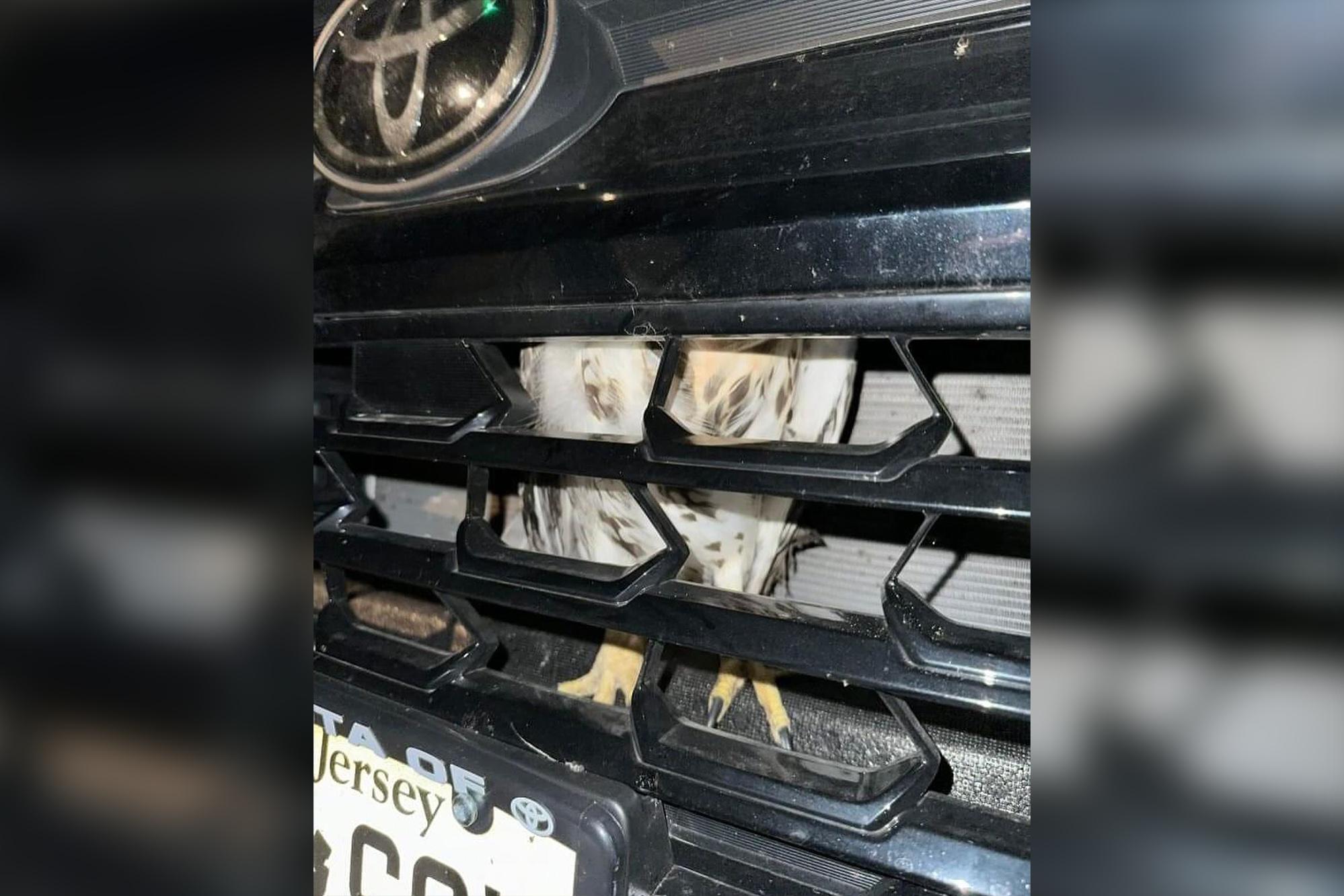 The bird found behind the grille of a vehicle in New York state was determined to be a female red-tailed hawk with a broken wing. (<a href="https://northcountrywildcare.org/contact/">Courtesy of North Country Wild Care</a>)